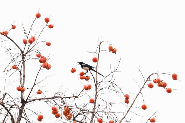 Persimmon trees and magpie birds against a white background
