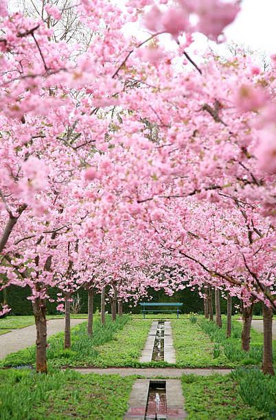 primavera flores de cereja - disappearing nature vertical florida - fotografias e filmes do acervo