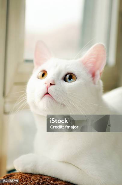 Mój Kot - zdjęcia stockowe i więcej obrazów Bez ludzi - Bez ludzi, Białe włosy, Biały