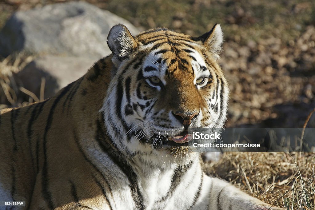 Hungry Siberian Tiger "The Siberian tiger (Panthera tigris altaica), also known as the Amur, Manchurian, Altaic, Korean, North China or Ussuri tiger is a subspecies of tiger which once ranged throughout Asia and Eastern Russia, though it is now completely confined to the far eastern Siberia. It is the biggest of the eight tiger subspecies at 300 kg (660 lb)." Animals In The Wild Stock Photo