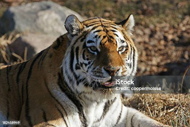 Hungry Siberian Tiger Stock Photo - Download Image Now - Animals In The Wild, Asia, Big Cat