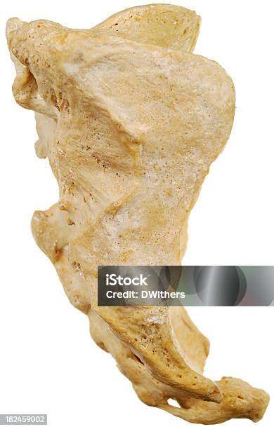 Menschliche Sacrum Seitenansicht Stockfoto und mehr Bilder von Anatomie - Anatomie, Biologie, Einzelner Gegenstand