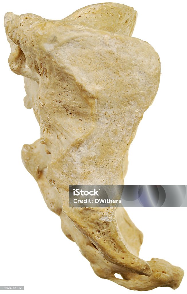 Homme Sacrum- vue de côté - Photo de Anatomie libre de droits