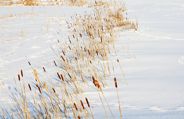 istock Dry Reed Grass in Snow around frozen Lake 182459219