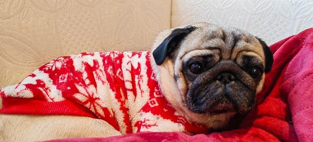 Pug dog wearing red and white jumper