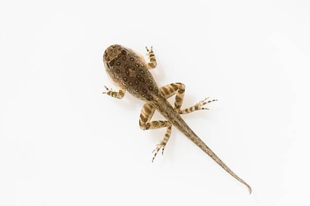 small tadpole with arms and legs isolated on white - kikkervisje stockfoto's en -beelden