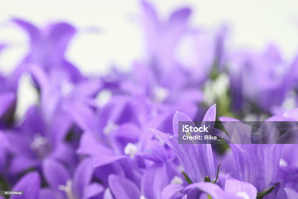 bluebells fechado, de campânula carpatica - Royalty-free Cabeça de Flor Foto de stock