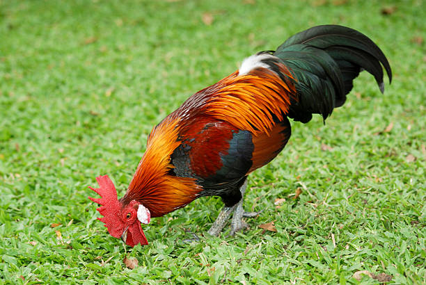 Jungle fowl From the wild red jungle fowl males living near forest edge.See a picture of a fairly rare. gallus gallus stock pictures, royalty-free photos & images