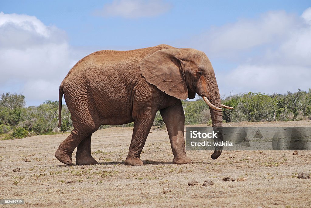 Elefante lonley - Royalty-free Elefante Foto de stock