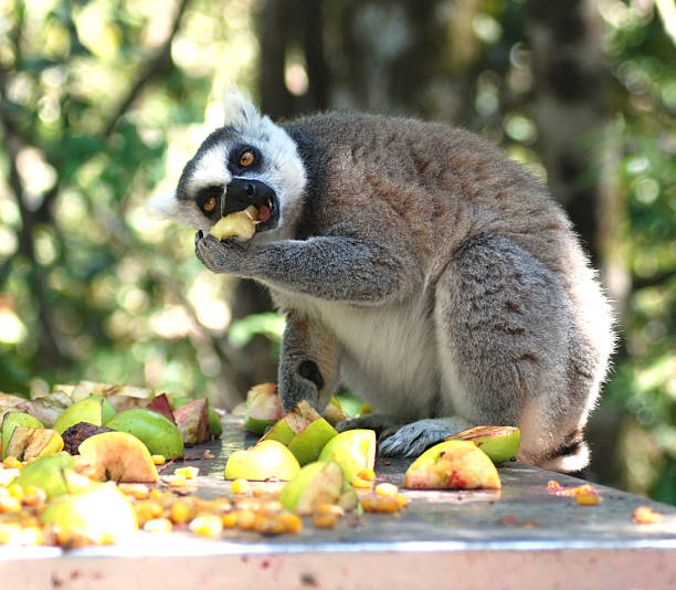 lemur eating fruits