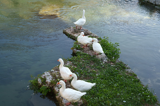 Geese on the Velino river at Rieti, Lazio, Italy, at summer