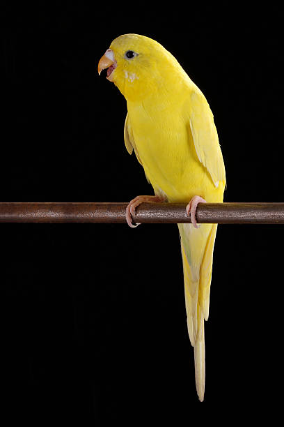Yellow Budgie or Parakeet portrait on black background.
