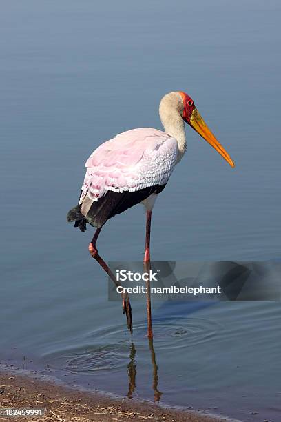 Nimmersatt Stockfoto und mehr Bilder von Afrika - Afrika, Australisches Buschland, Fotografie