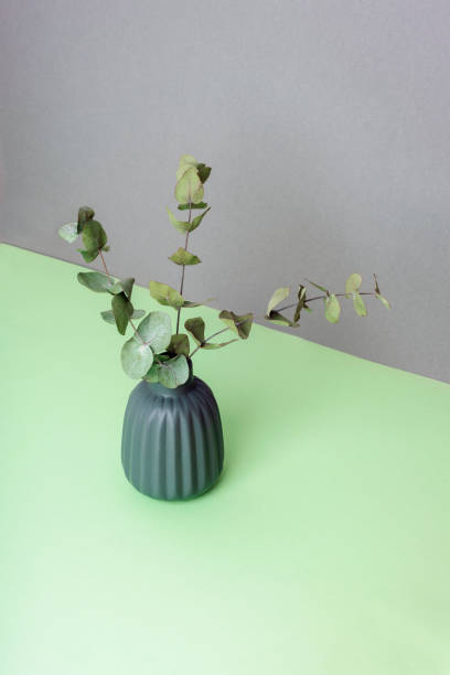 istock Eucalyptus branches in vase on gray and green background. Home decor concept. Copy space 1824602801