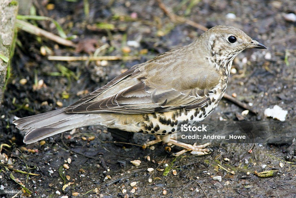 Zorzal charlo (Turdus viscivorus) - Foto de stock de Animal libre de derechos