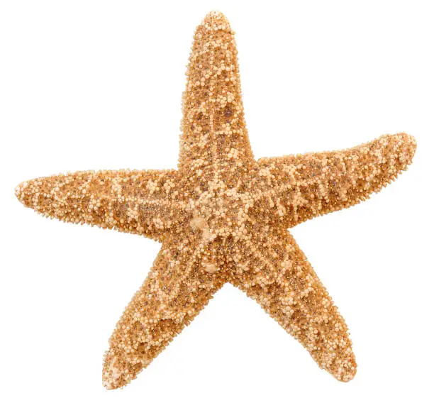 Photo of Starfish