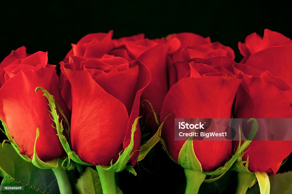 Rosas. - Foto de stock de Arreglo libre de derechos