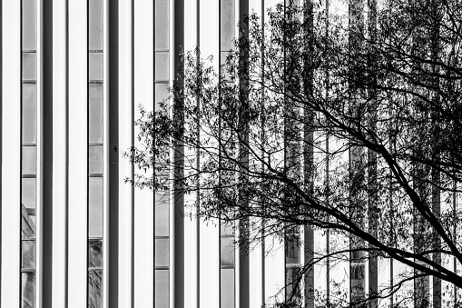 Black and white tree starkly contrasts with skyscraper windows
