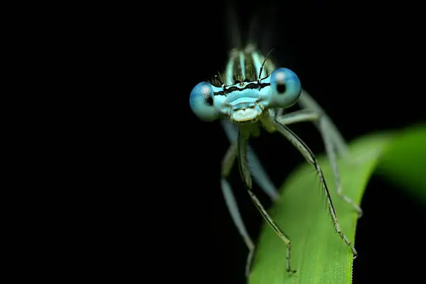 Photo of Dragonfly Eyes