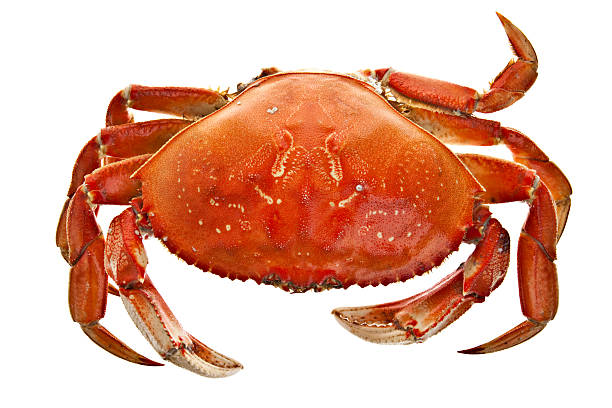istock Top View Of Dungeness Crab 182461143