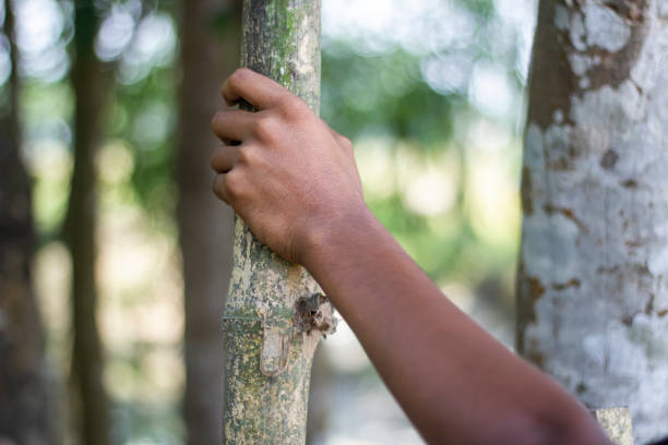 istock A man is holding a tree branch with his hands and blurred background 1824611595