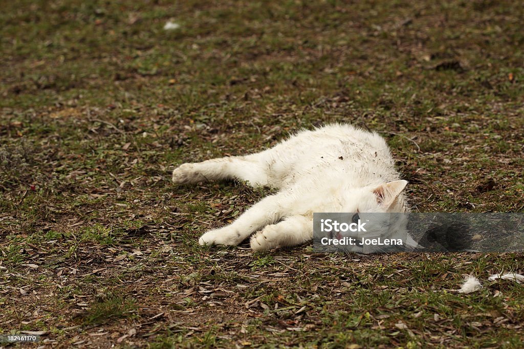 Mort sans-abri chat - Photo de A l'abandon libre de droits