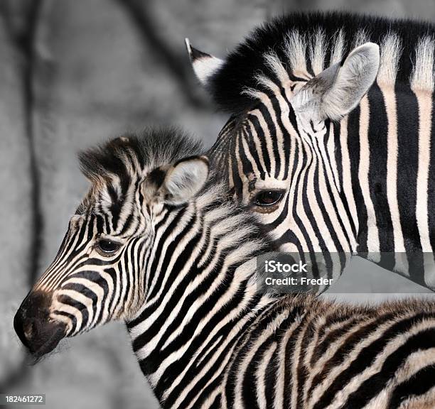 Young Zebra With Mother Stock Photo - Download Image Now - Close-up, Zebra, Black And White