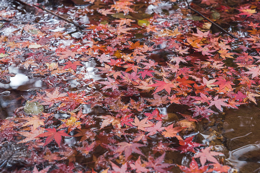 Autumn leaves floating on water