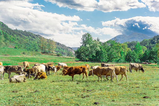 Enjoy the serene beauty of Pyrenean cows grazing in the Camprodon Valley in this slowmotion video, a tranquil rural scene