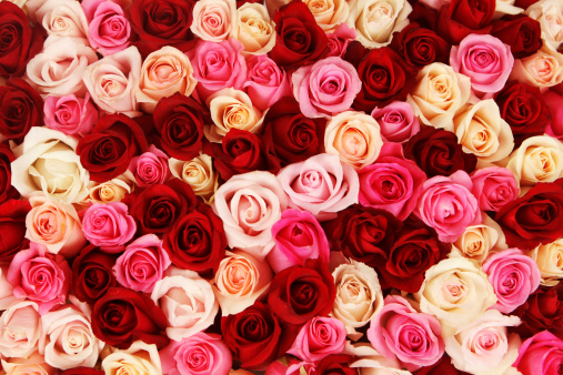 Alfombra de Multicolored rosas photo