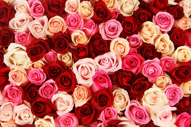 tappeto di rose multicolore - rose pink flower valentines day foto e immagini stock