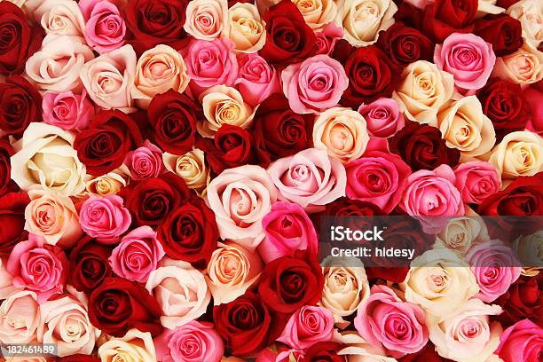 カーペットのマルチカラーのローズ - 植物 バラのストックフォトや画像を多数ご用意 - 植物 バラ, バレンタインデー, 花