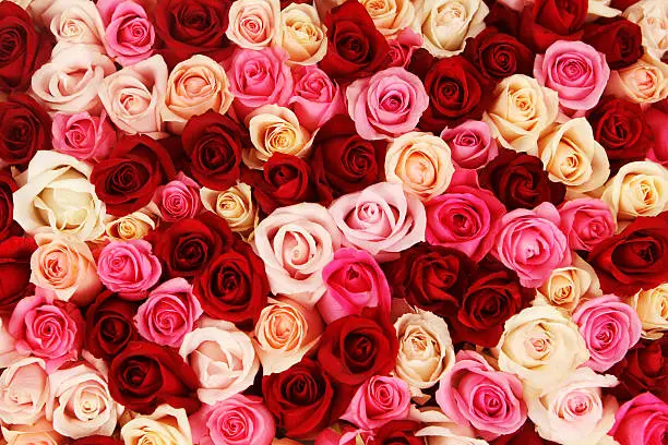 "Pink, red and white roses as a background"