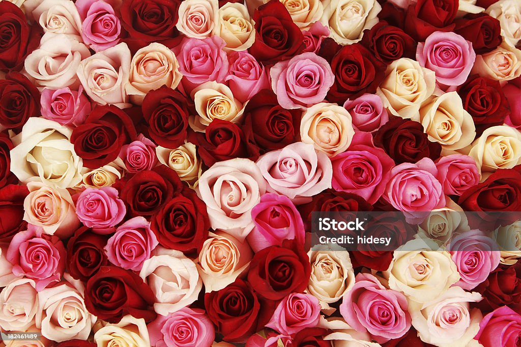 Ковер из разноцветных роз - Стоковые фото Роза роялти-фри