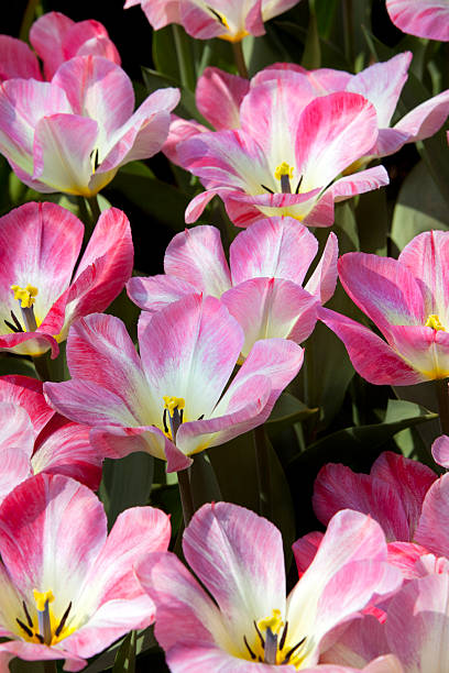 istock Pink Tulips in Bloom Netherlands 182461685