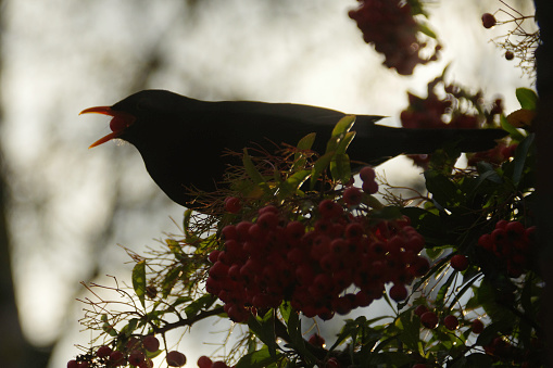 Blackbird in silhouette eating berry’s as Winterfood