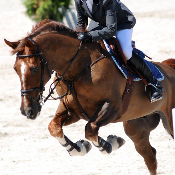 점프보기 - horse show jumping jumping performance 뉴스 사진 이미지