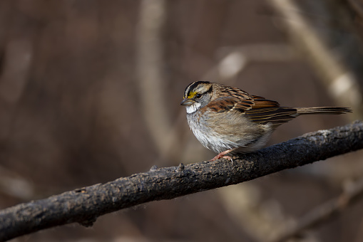 White-Throated Sparrow is a small bird that frequents feeders