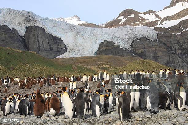 Colonia Di Pinguini E Ghiacciaio Con Letto King Size - Fotografie stock e altre immagini di Animale