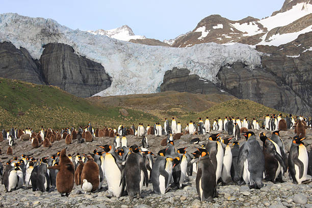 istock King Penguin colony and Glacier 182462773