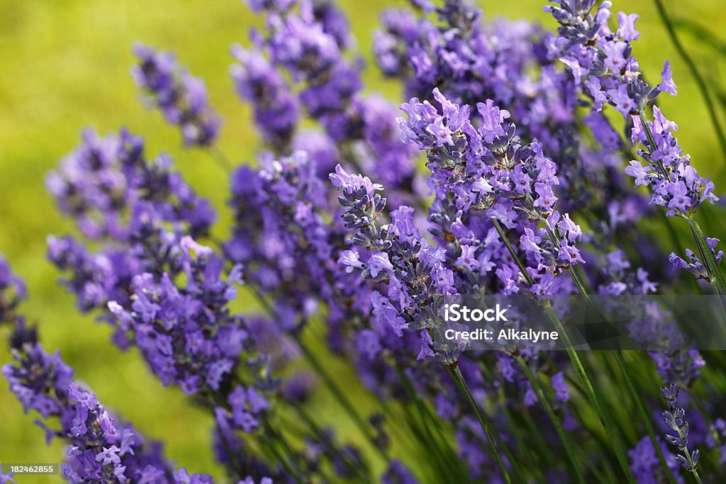 Fleurs de lavande bio de prime fraîcheur - Photo de Beauté libre de droits