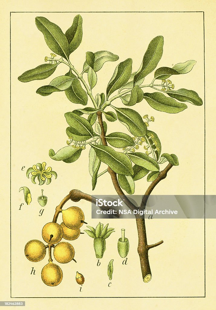 Европейский желтый Омела/старые цветок иллюстрации - Стоковые иллюстрации Омела роялти-фри