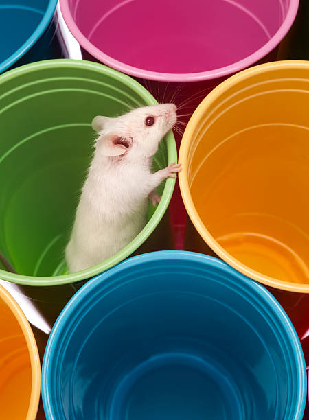 istock White Mouse Exploring World of Colorful Plastic Cups 182463073