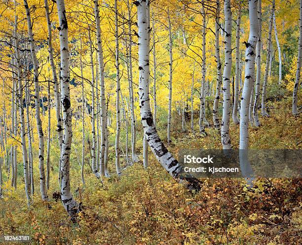 Golden Stoją W Aspen W Kolorado - zdjęcia stockowe i więcej obrazów Ameryka Północna - Ameryka Północna, Bez ludzi, Crested Butte