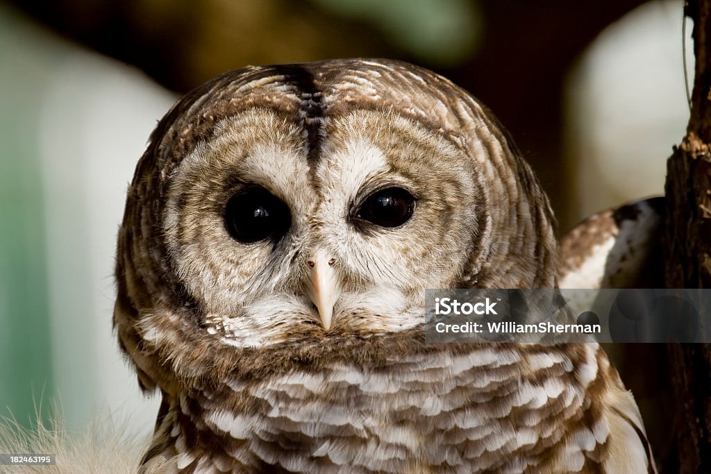 Barred Owl (Strix varia) Closeup Close-up of a Barred Owl (Strix varia) looking directly into the camera. Animal Stock Photo