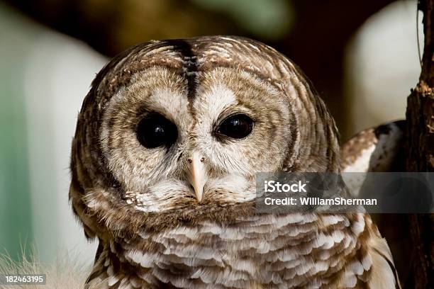 Barred Owl Closeup Stock Photo - Download Image Now - Animal, Animal Wildlife, Animals In The Wild