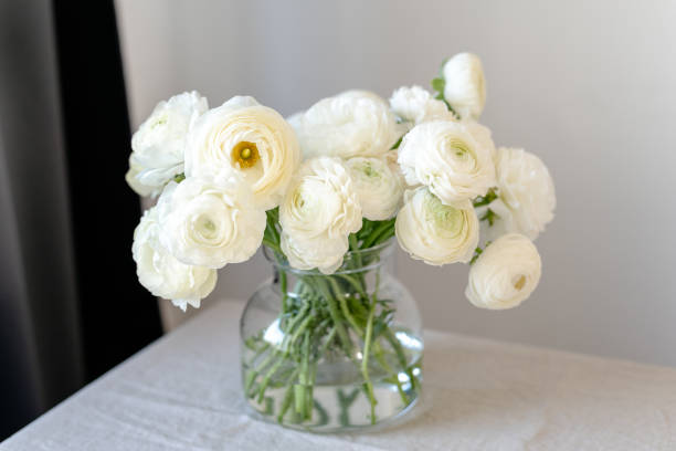 A bunch of snow-white ranunculus in a jug on the table.