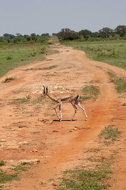 istock Female Impala, Aepyceros melampus 182463589