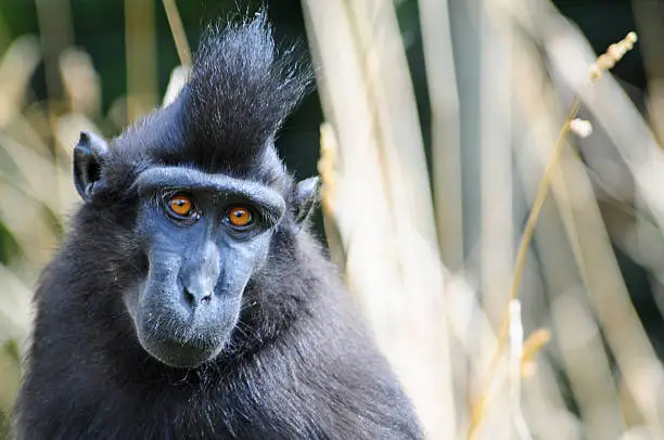 A Crested Black Macaque. Macaca nigra.
