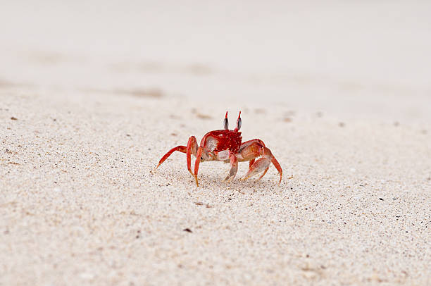 Ghost Crab on San Cristobal in the Galapagos stock photo